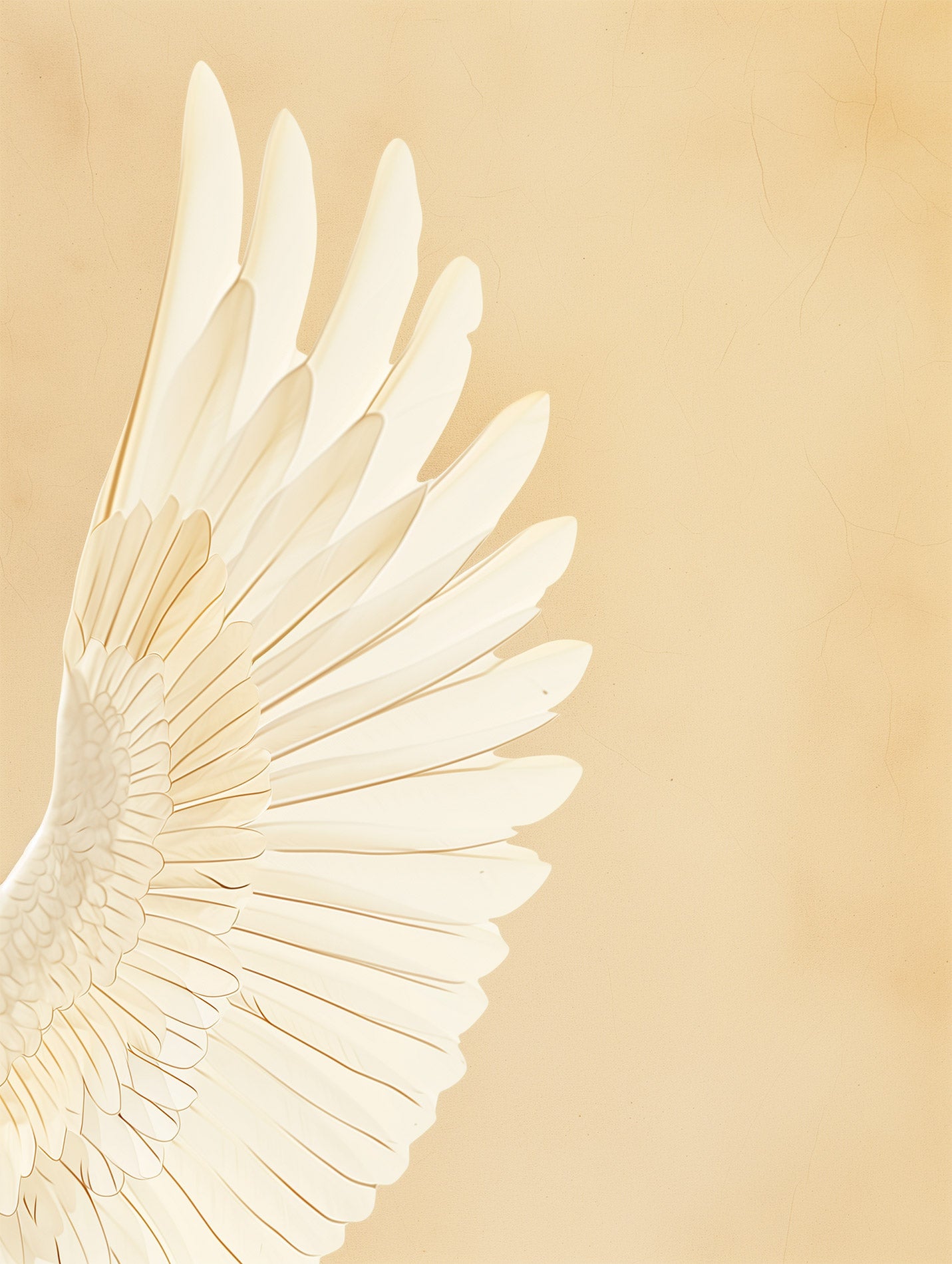 White wing of the peace Poster