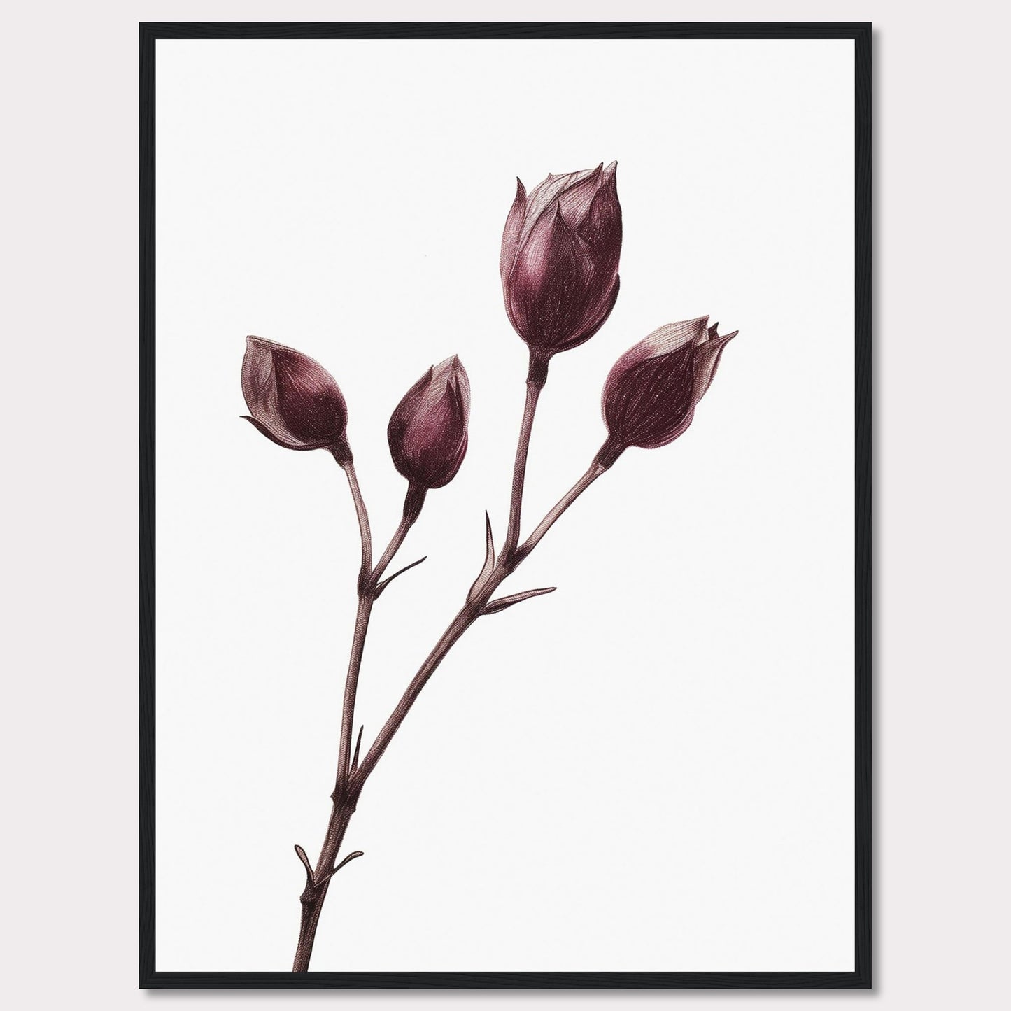 This image displays a minimalist botanical illustration of a plant with five closed flower buds, captured in a delicate and detailed manner. The artwork is framed in a simple black frame, accentuating the elegance of the drawing.