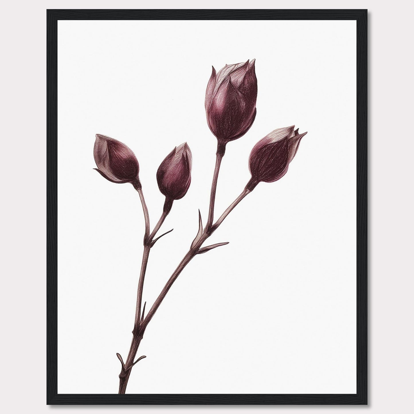 This image displays a minimalist botanical illustration of a plant with five closed flower buds, captured in a delicate and detailed manner. The artwork is framed in a simple black frame, accentuating the elegance of the drawing.