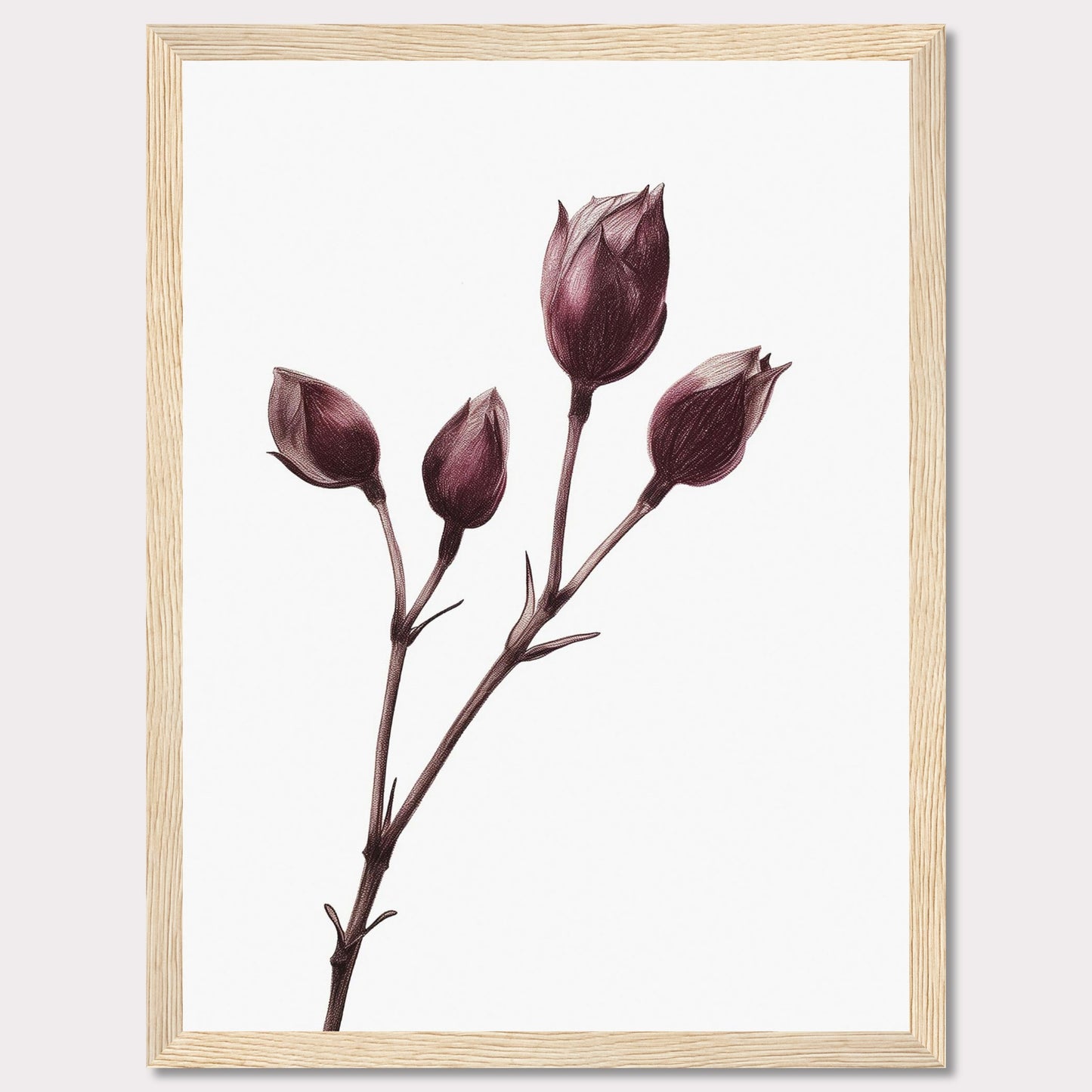 This image displays a minimalist botanical illustration of a plant with five closed flower buds, captured in a delicate and detailed manner. The artwork is framed in a simple black frame, accentuating the elegance of the drawing.