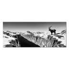 Alpine Ibex Horizon – Alu-Dibond wall art featuring an ibex on a cliff overlooking a snowy mountain landscape.