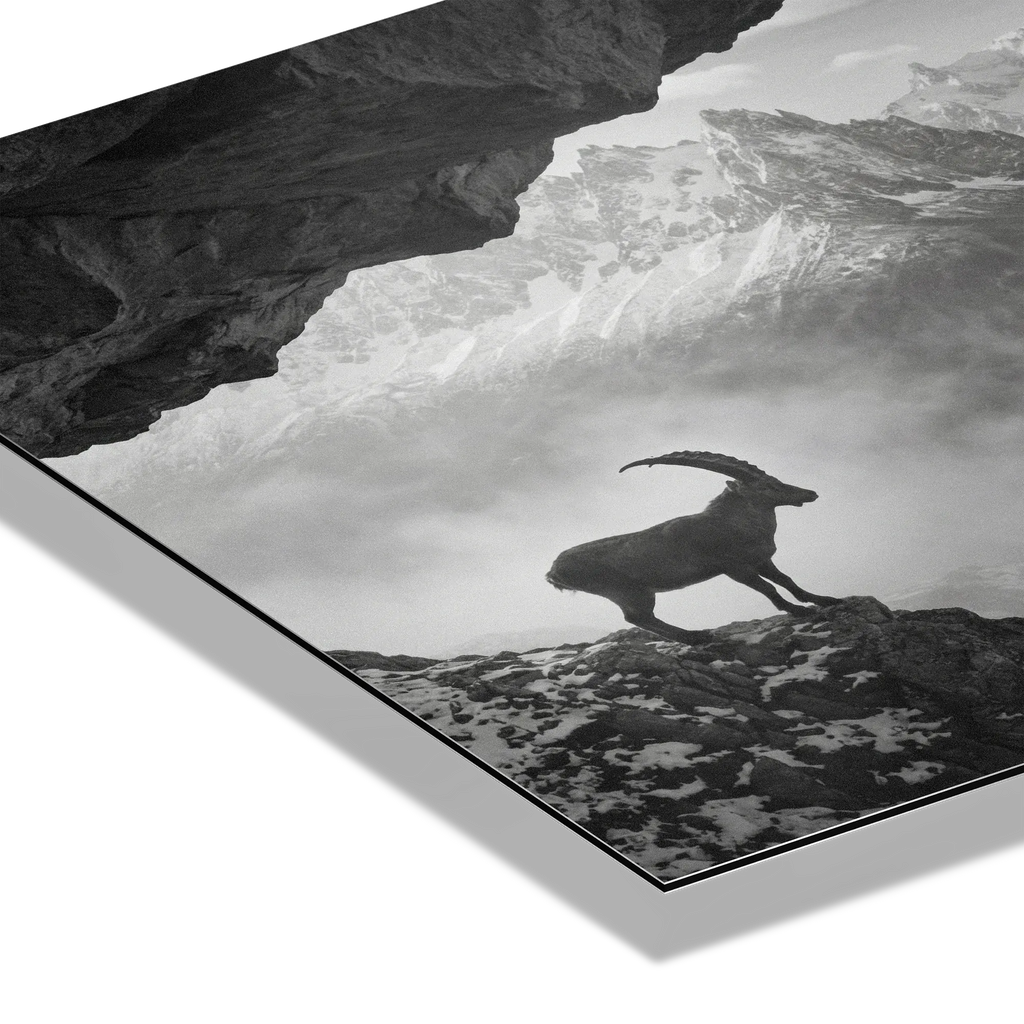 Alpine Ibex Stillness – Alu-Dibond wall art featuring a solitary ibex on a rocky mountain slope in black-and-white.