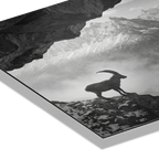 Alpine Ibex Stillness – Alu-Dibond wall art featuring a solitary ibex on a rocky mountain slope in black-and-white.