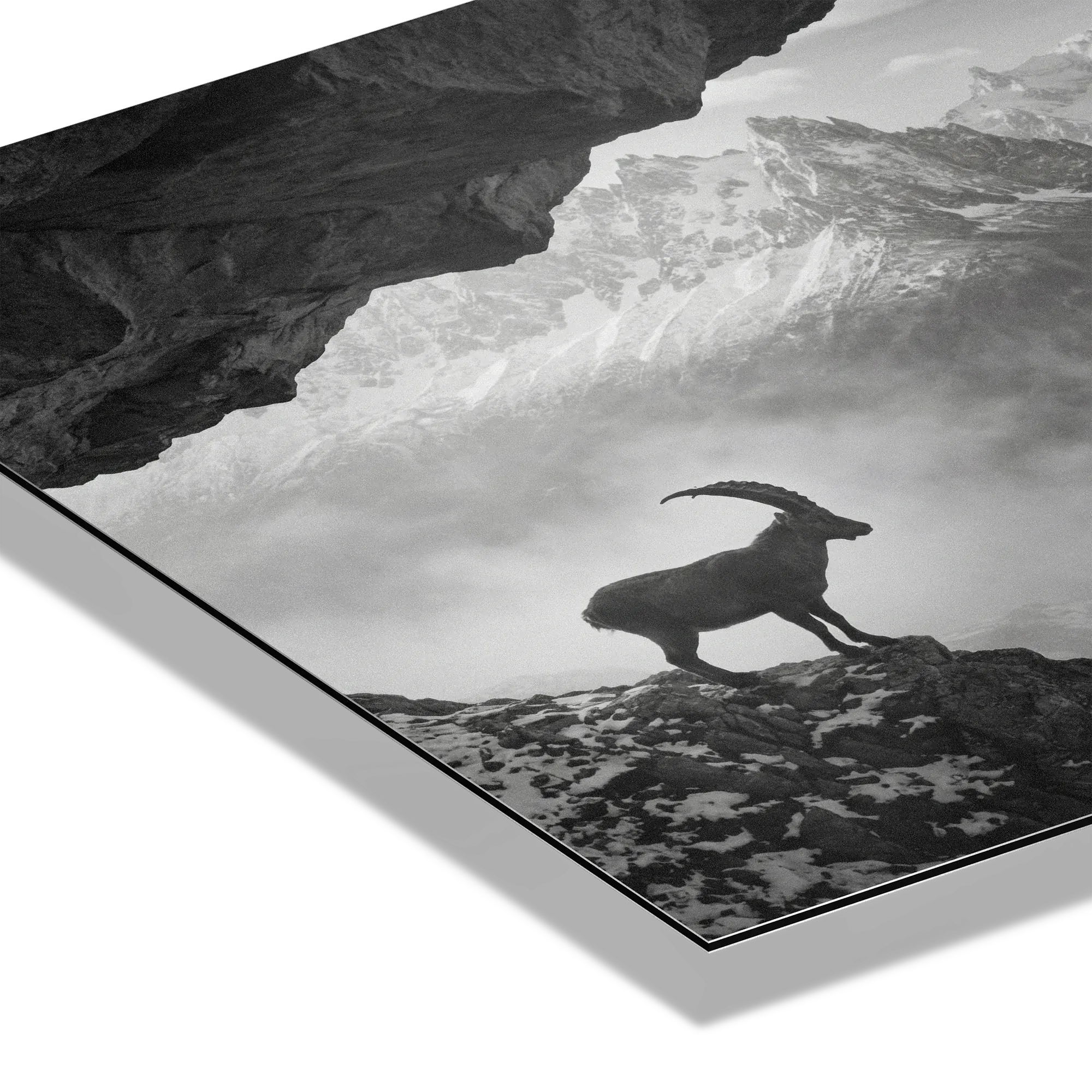 Alpine Ibex Stillness – Alu-Dibond wall art featuring a solitary ibex on a rocky mountain slope in black-and-white.