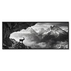Alpine Ibex Stillness – Alu-Dibond wall art featuring a solitary alpine ibex on a rocky slope in black and white.