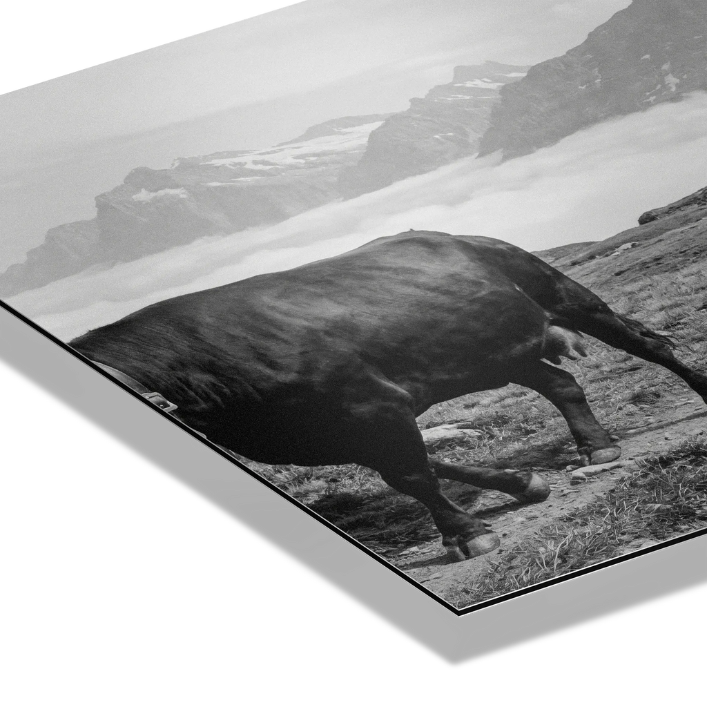 Alpine Bell Cows – Alu-Dibond wall art featuring a black-and-white image of a cow on a mountain path.