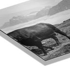 Alpine Bell Cows – Alu-Dibond wall art featuring a black-and-white image of a cow on a mountain path.