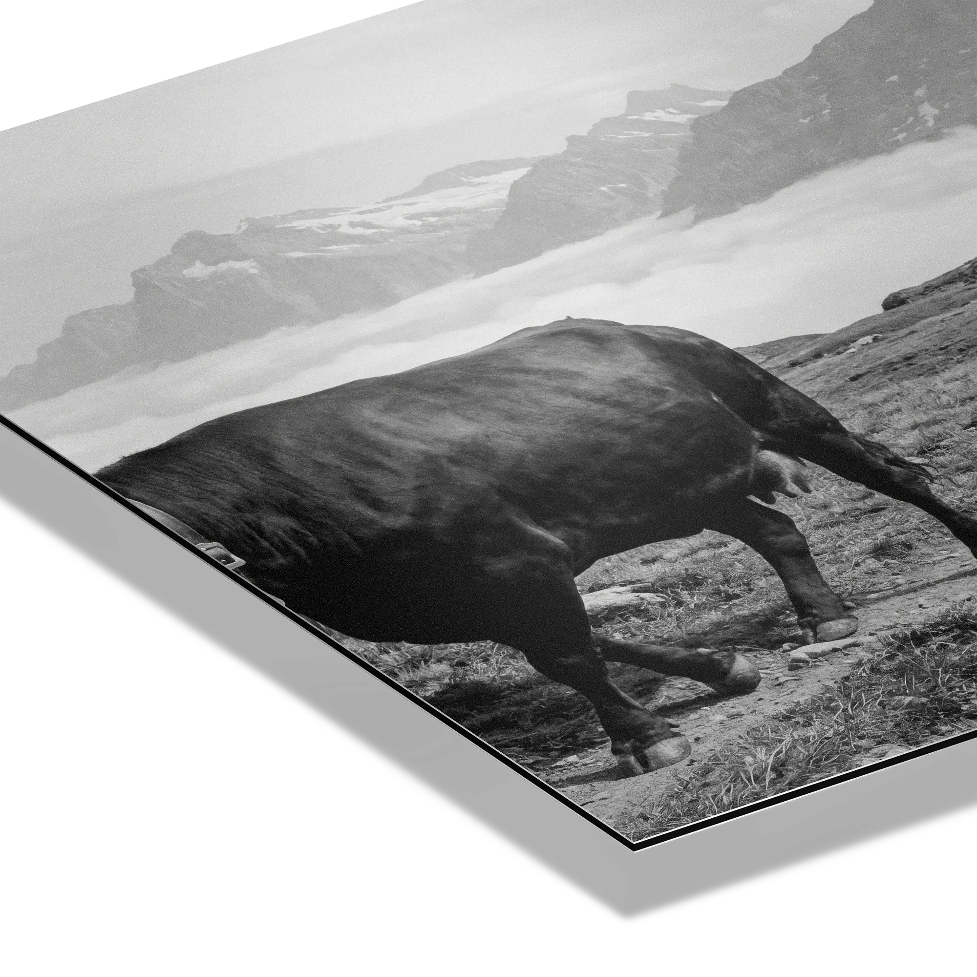 Alpine Bell Cows – Alu-Dibond wall art featuring a black-and-white image of a cow on a mountain path.