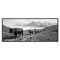 Alpine Bell Cows – Alu-Dibond wall art featuring cows on a mountain path in black and white.