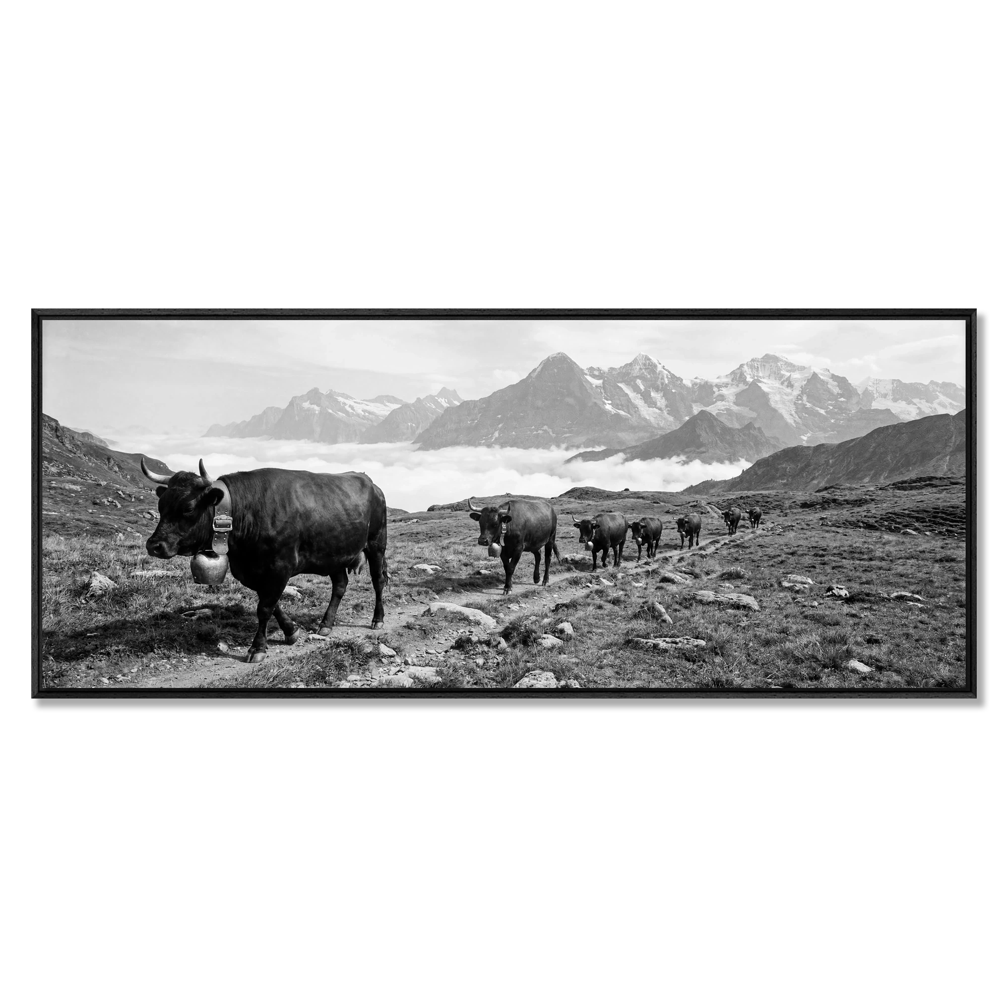 Alpine Bell Cows – Alu-Dibond wall art featuring cows on a mountain path in black and white.