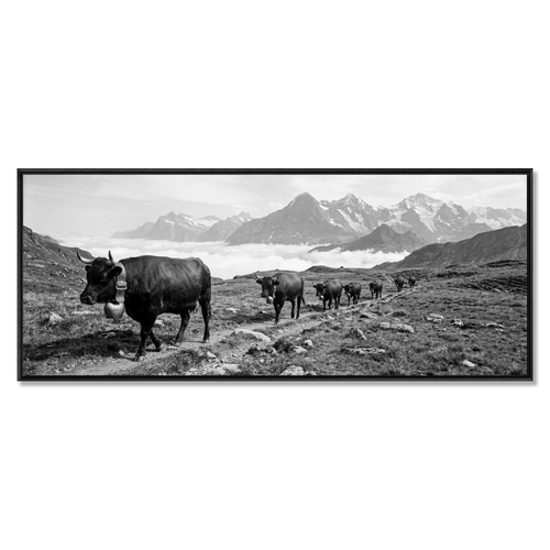 Alpine Bell Cows – Alu-Dibond wall art featuring cows on a mountain path in black and white.