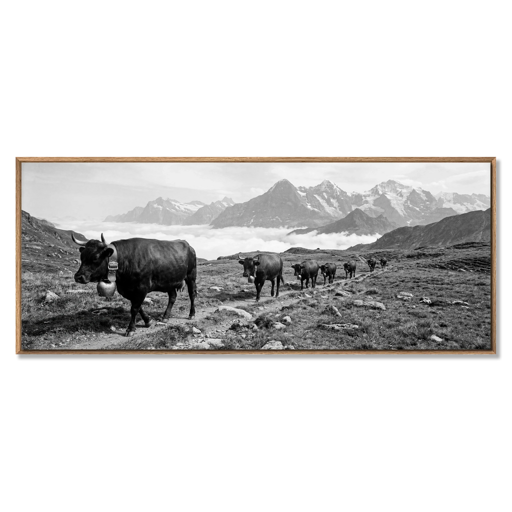 Alpine Bell Cows – Alu-Dibond wall art showcasing a herd of cows on a mountain path, large format black-and-white artwork.