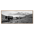Alpine Bell Cows – Alu-Dibond wall art showcasing a herd of cows on a mountain path, large format black-and-white artwork.
