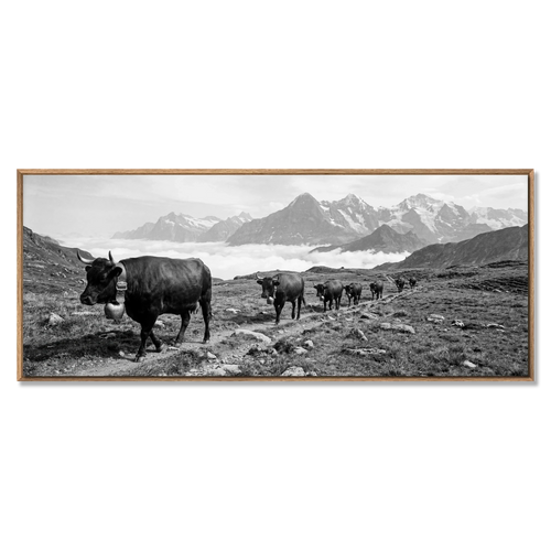 Alpine Bell Cows – Alu-Dibond wall art showcasing a herd of cows on a mountain path, large format black-and-white artwork.