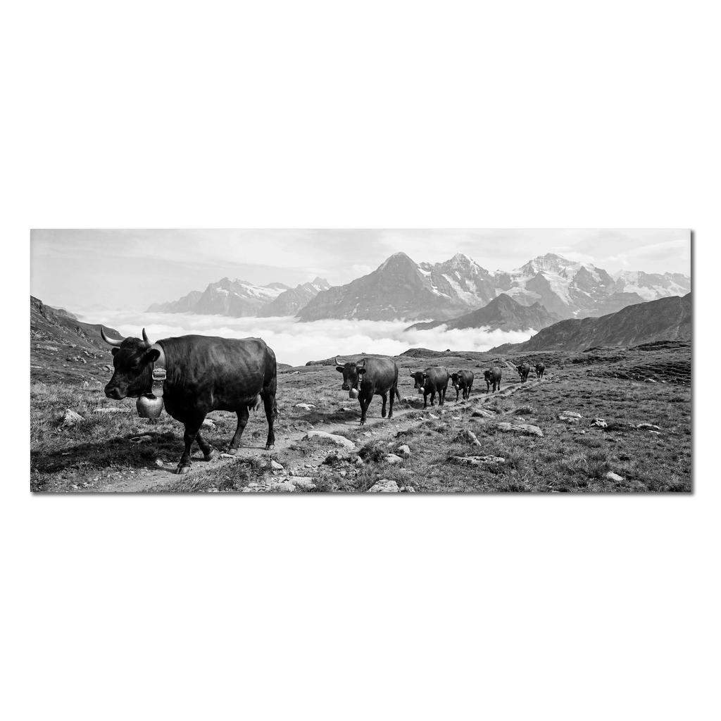 Alpine Bell Cows – Alu-Dibond wall art showcasing a herd of cows on a mountain path in black and white.