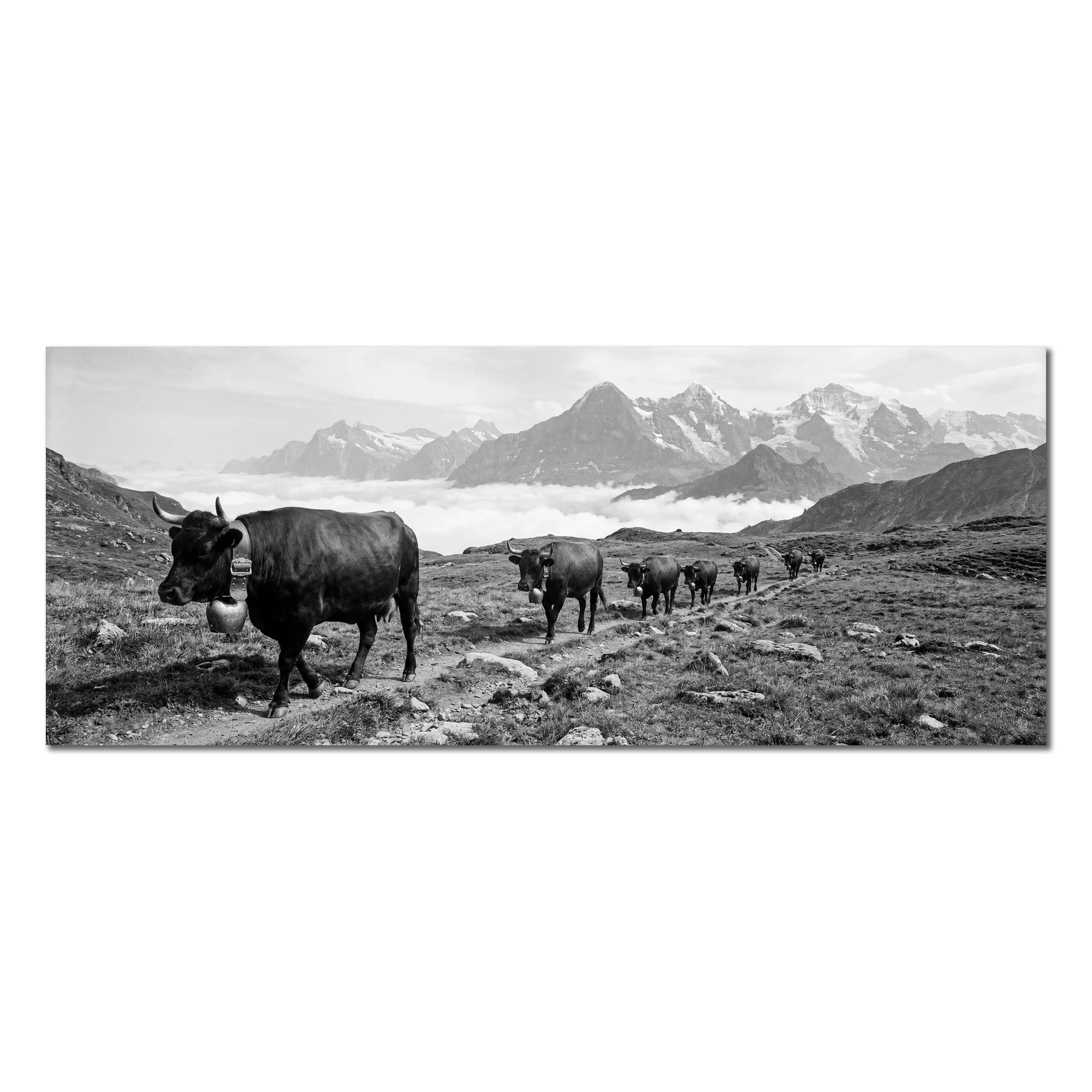 Alpine Bell Cows – Alu-Dibond wall art showcasing a herd of cows on a mountain path in black and white.