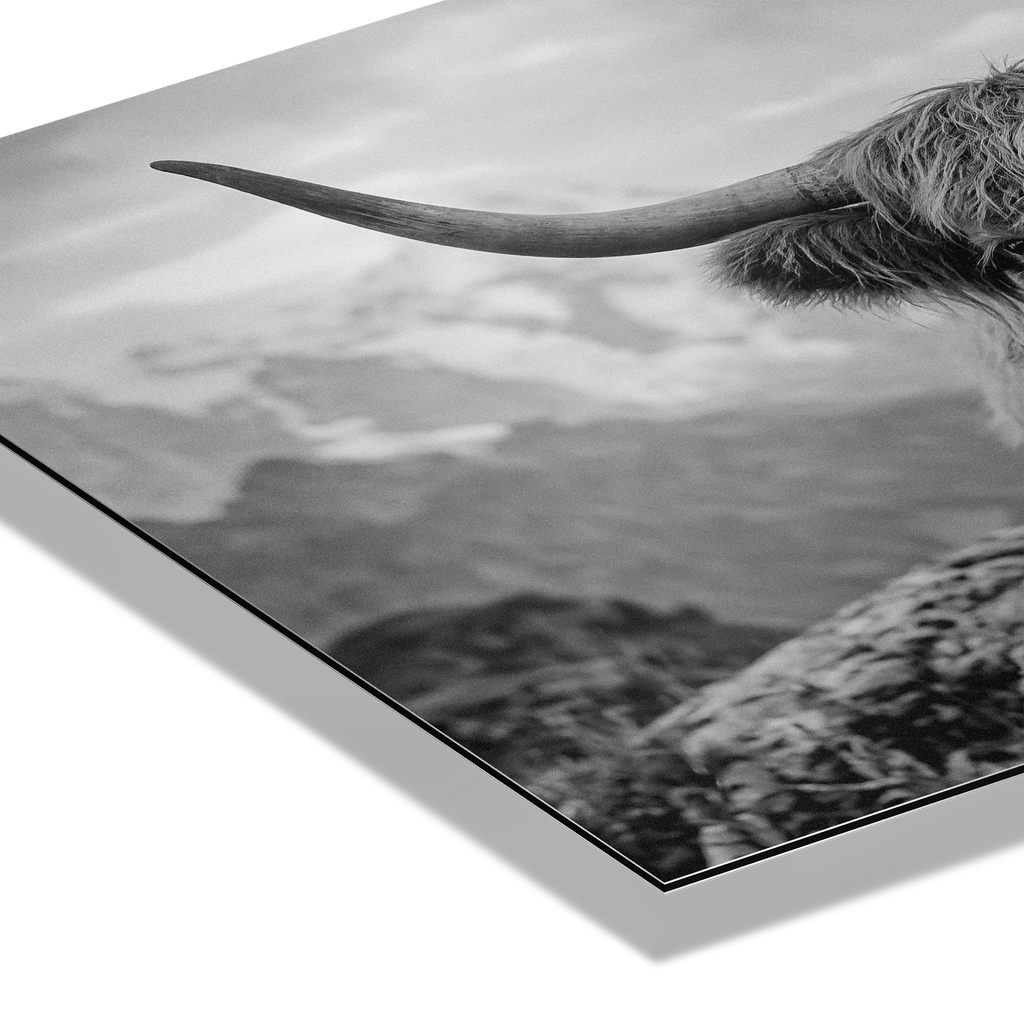 Alpine Cow Majesty – Alu-Dibond wall art showcasing a close portrait of a majestic cow with curved horns.