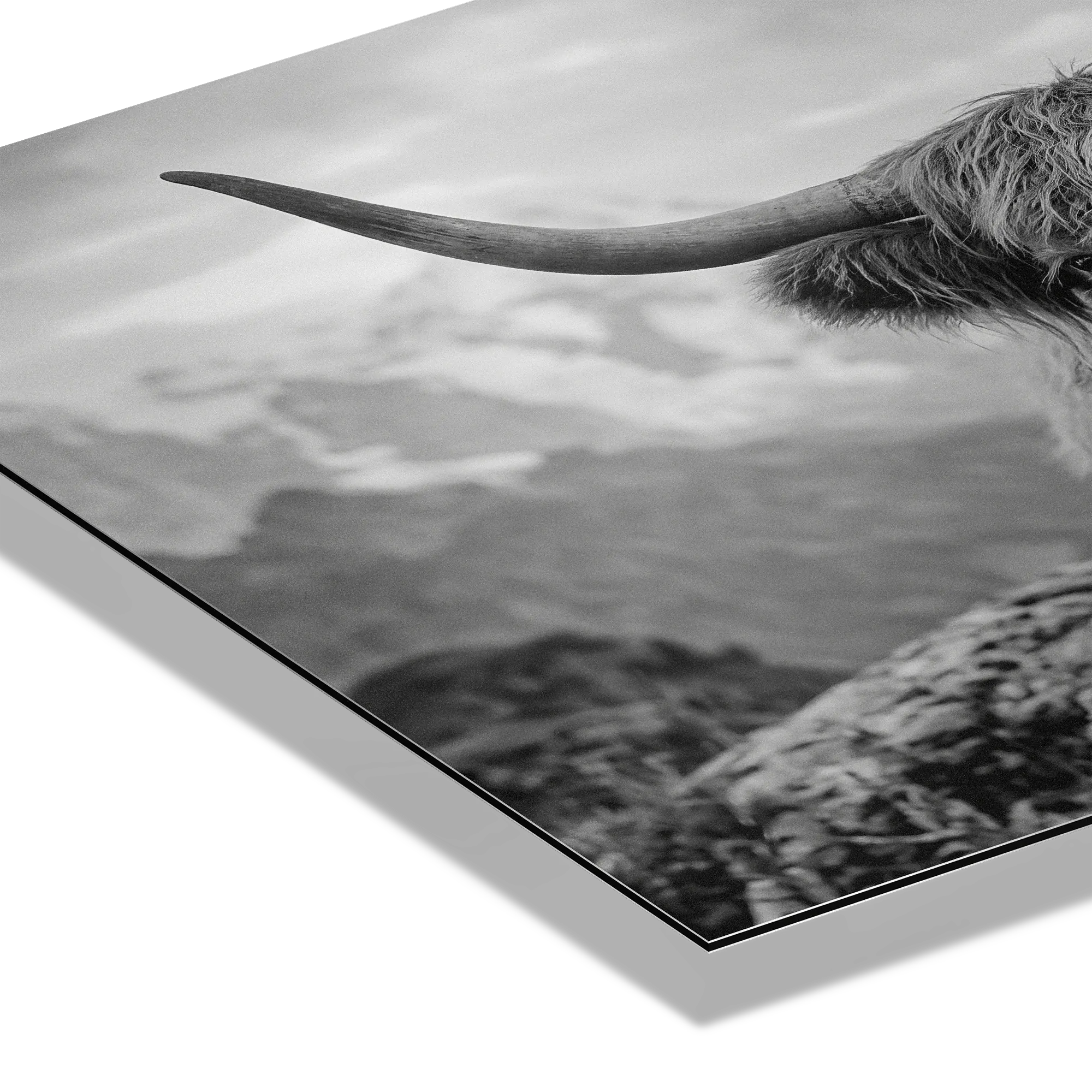 Alpine Cow Majesty – Alu-Dibond wall art showcasing a close portrait of a majestic cow with curved horns.