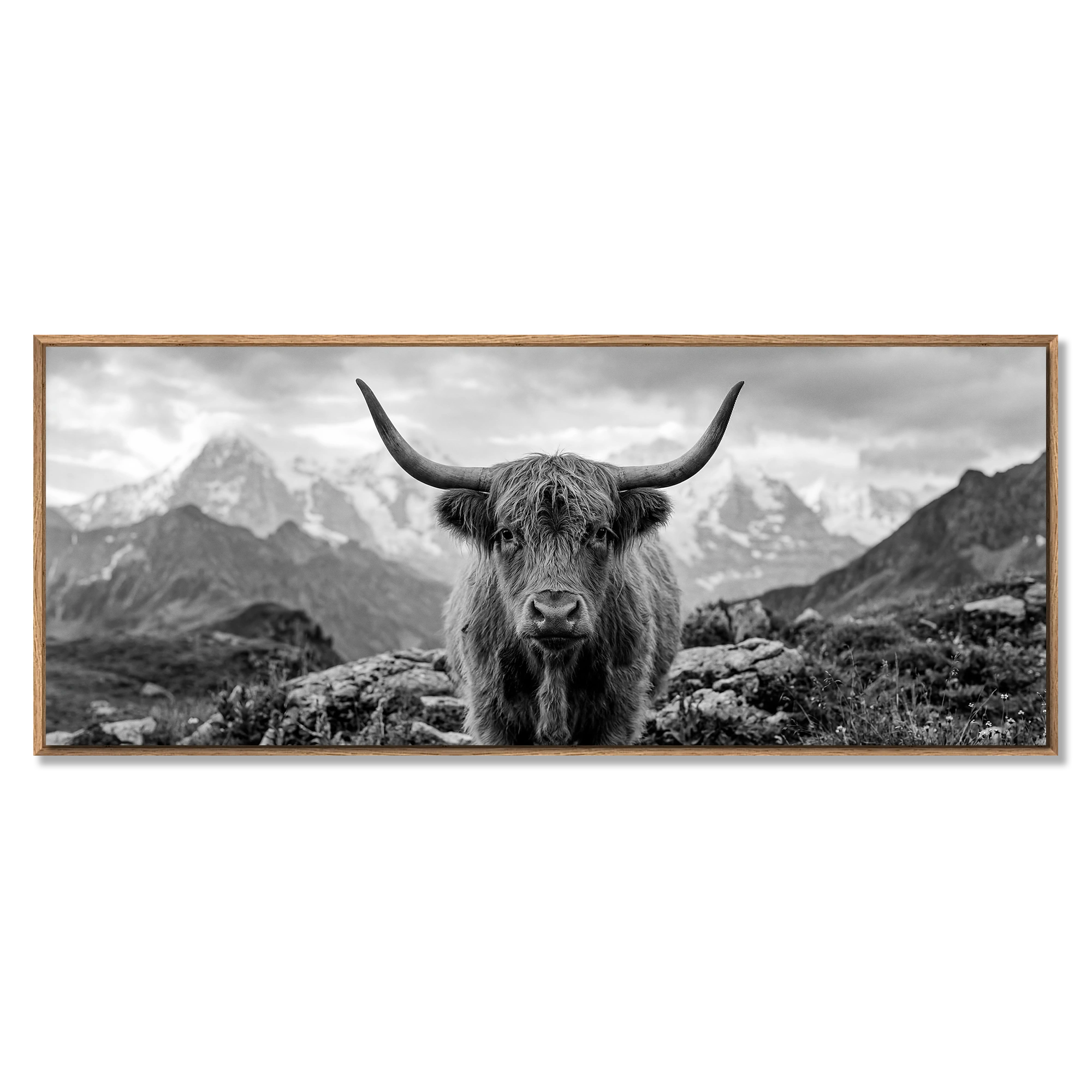 Alpine Cow Majesty – Alu-Dibond wall art featuring a striking black-and-white portrait of a majestic cow.