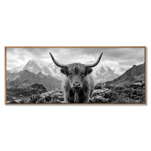 Alpine Cow Majesty – Alu-Dibond wall art featuring a striking black-and-white portrait of a majestic cow.