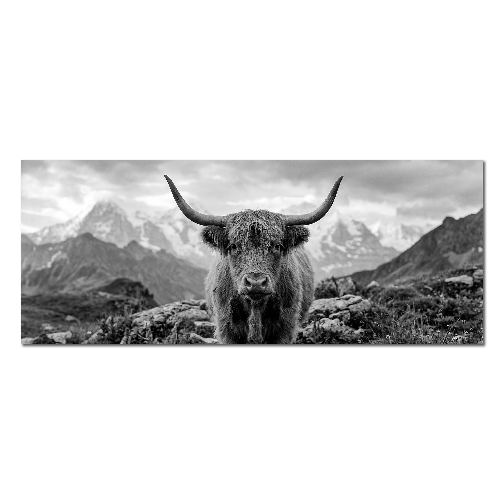 Alpine Cow Majesty – Alu-Dibond wall art featuring a majestic black-and-white portrait of an Alpine cow.