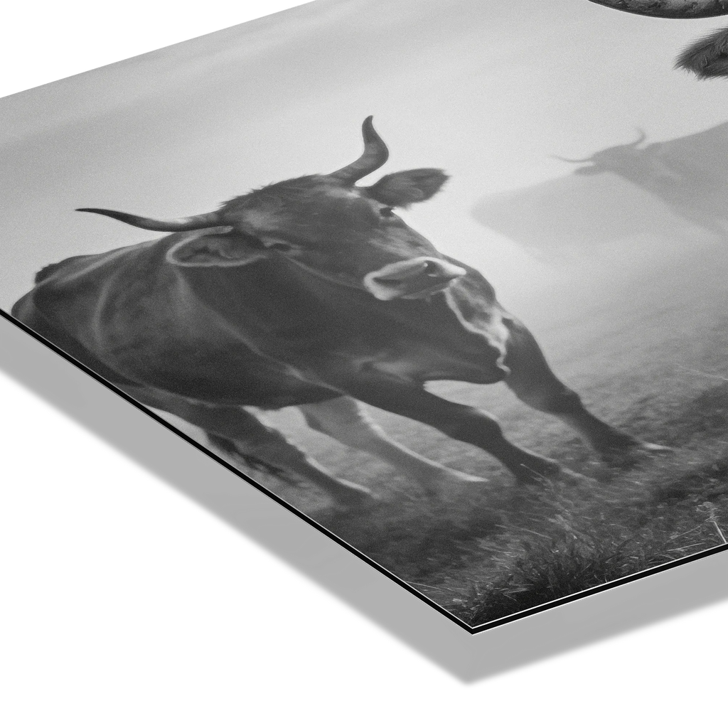 Alpine Cow Watch – Alu-Dibond wall art featuring a close-up of an alpine cow in a misty field.