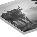 Alpine Cow Watch – Alu-Dibond wall art featuring a close-up of an alpine cow in a misty field.