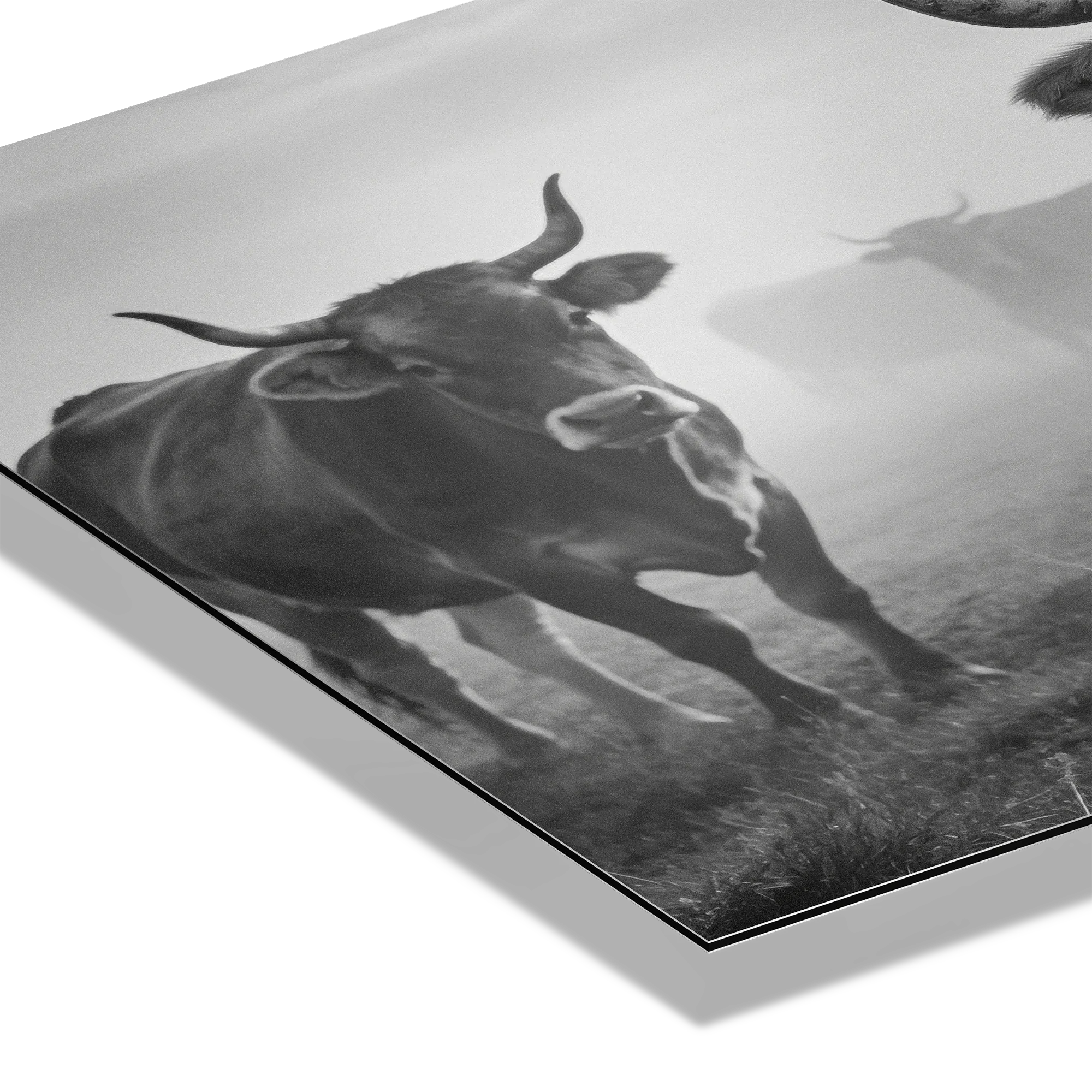 Alpine Cow Watch – Alu-Dibond wall art featuring a close-up of an alpine cow in a misty field.