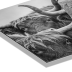 Alpine Cows Gaze – Alu-Dibond wall art featuring close-up portrait of Alpine cows with horns and misty mountain backdrop.