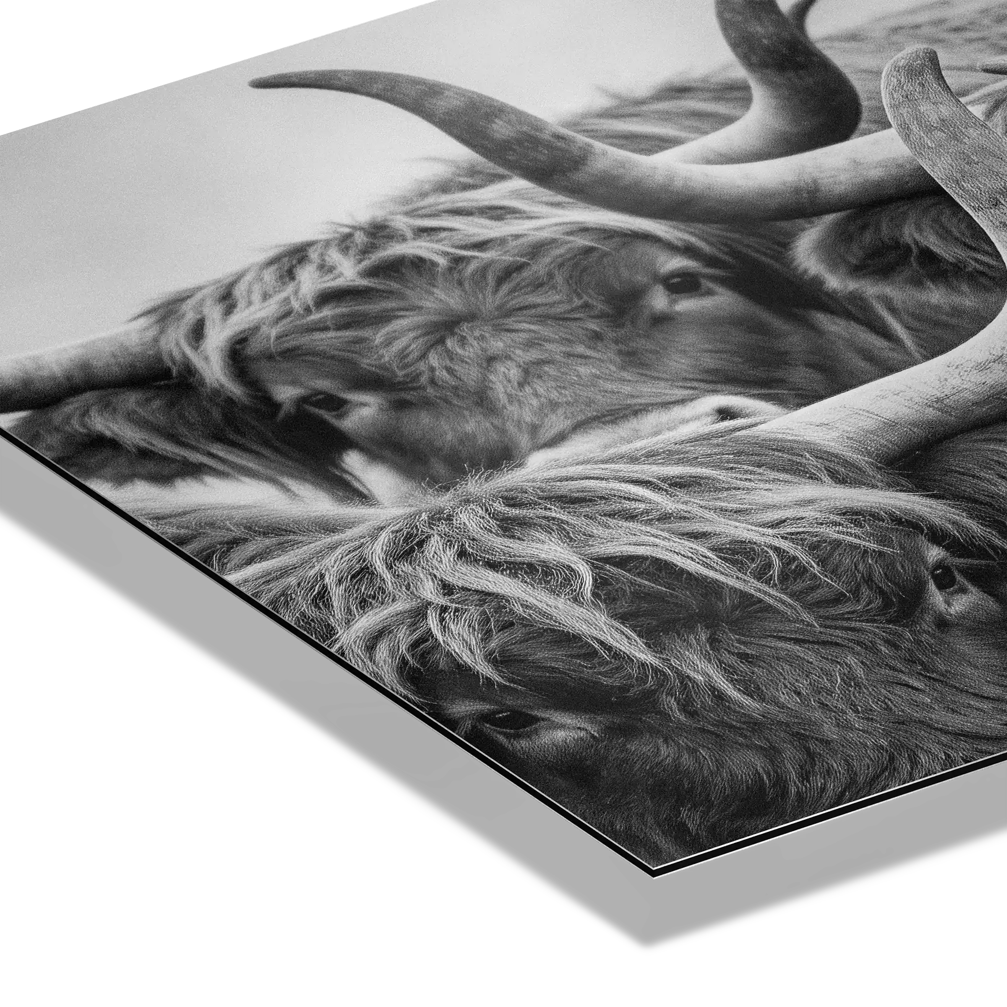 Alpine Cows Gaze – Alu-Dibond wall art featuring close-up portrait of Alpine cows with horns and misty mountain backdrop.