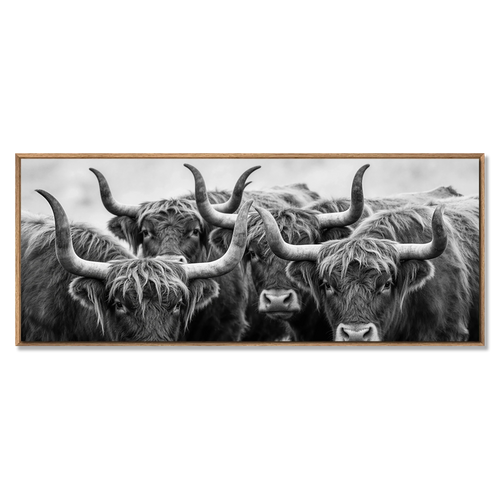 Alpine Cows Gaze – Alu-Dibond wall art featuring four Alpine cows in black and white.