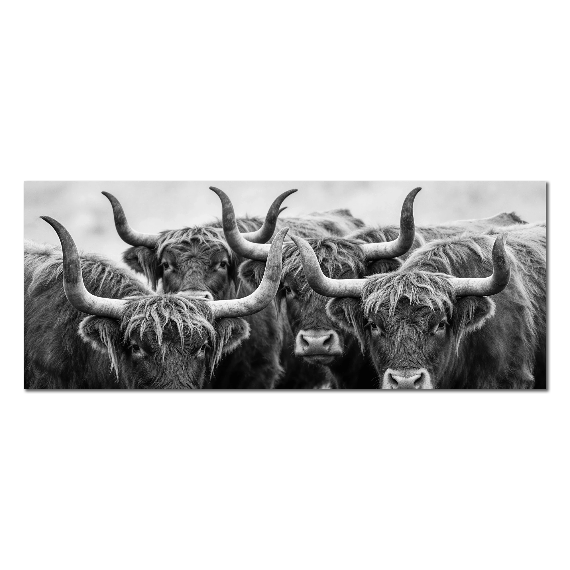Alpine Cows Gaze – Alu-Dibond wall art featuring four cows with curved horns in black-and-white.