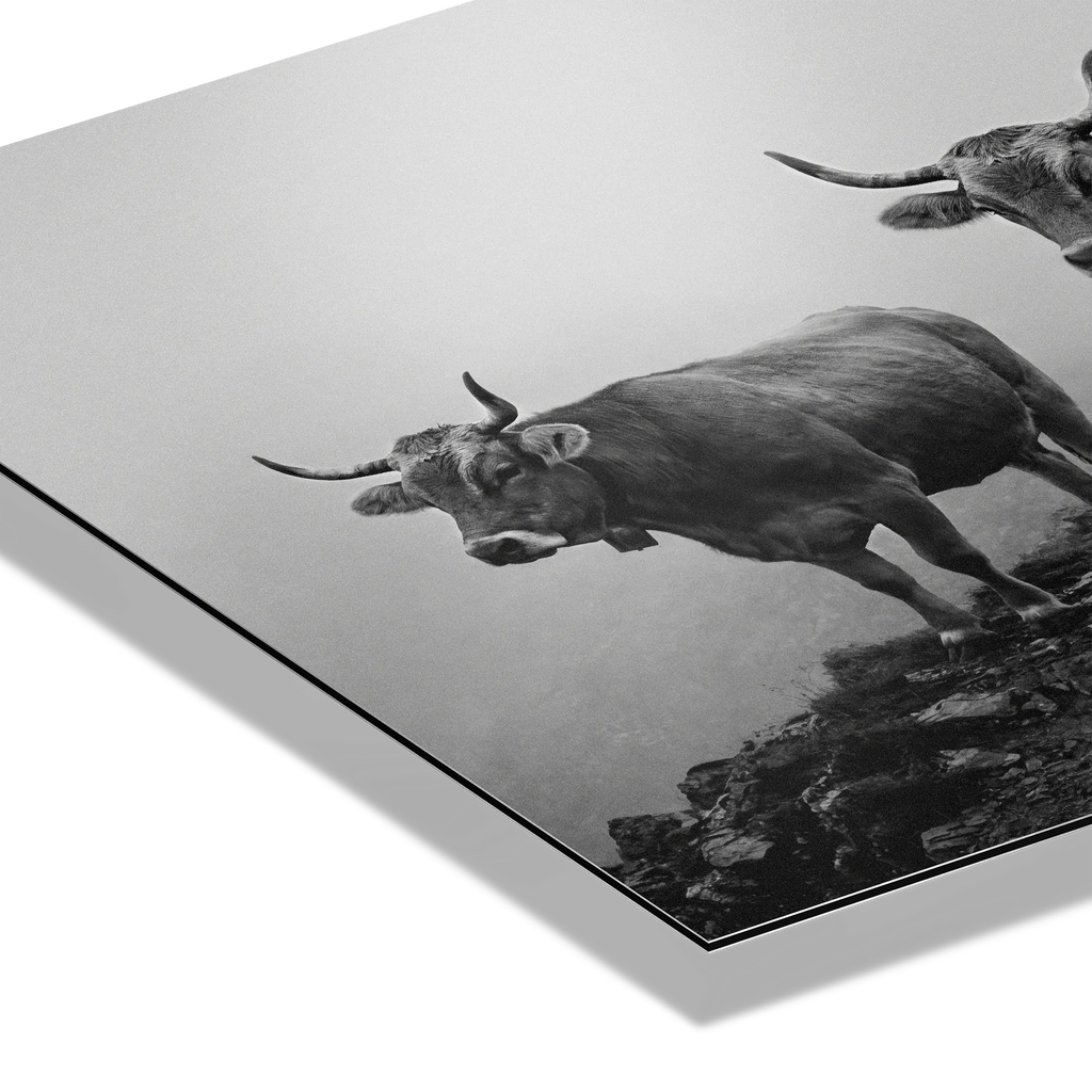 Alpine Cows Mist  – Alu-Dibond wall art showcasing black-and-white cows on misty mountain landscape.