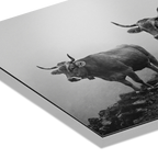 Alpine Cows Mist  – Alu-Dibond wall art showcasing black-and-white cows on misty mountain landscape.