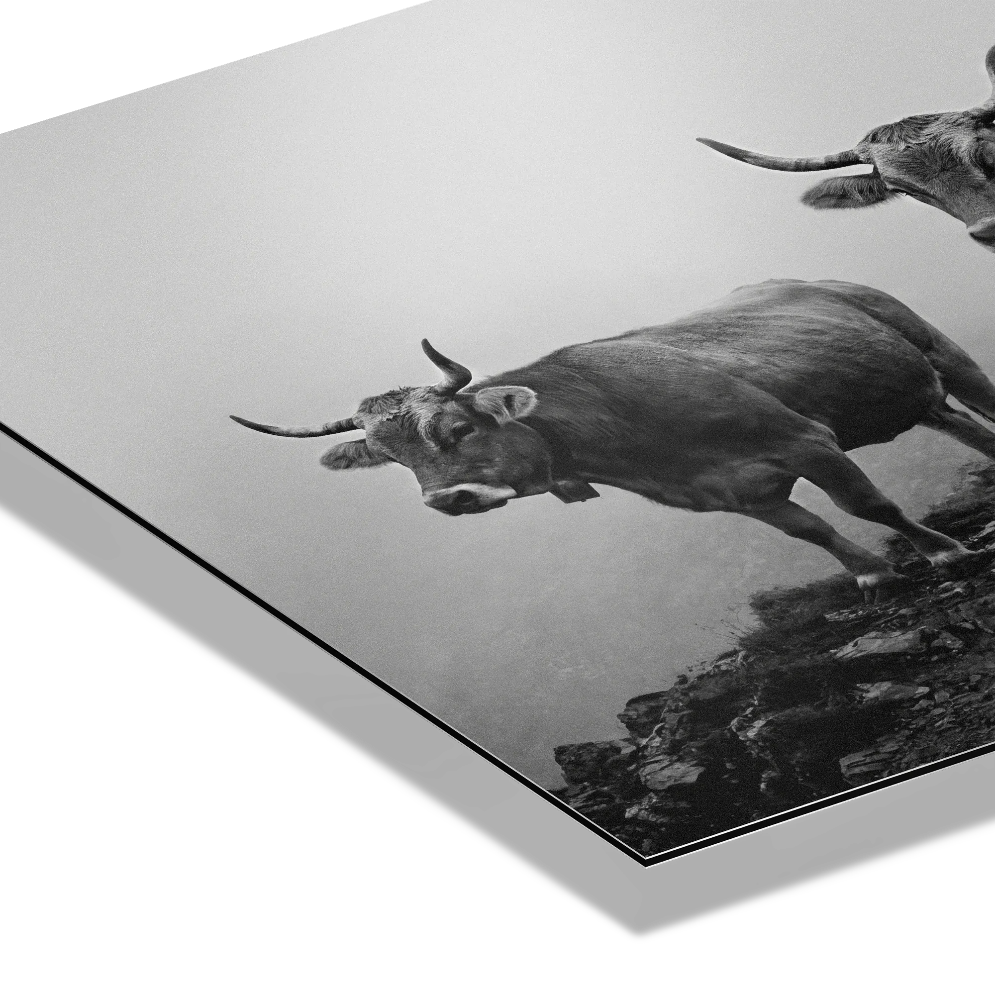Alpine Cows Mist  – Alu-Dibond wall art showcasing black-and-white cows on misty mountain landscape.