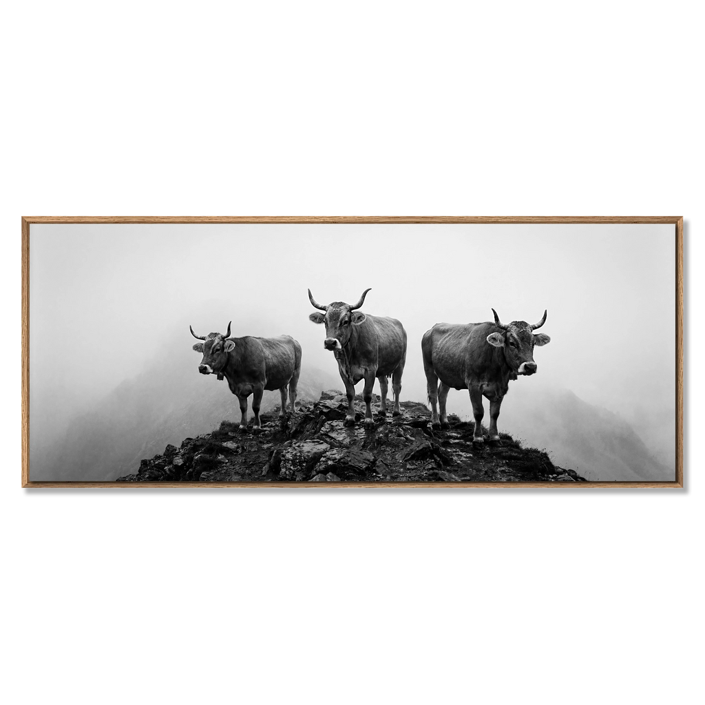 Alpine Cows Mist – Alu-Dibond wall art featuring three cows on a mountain hill in fog.
