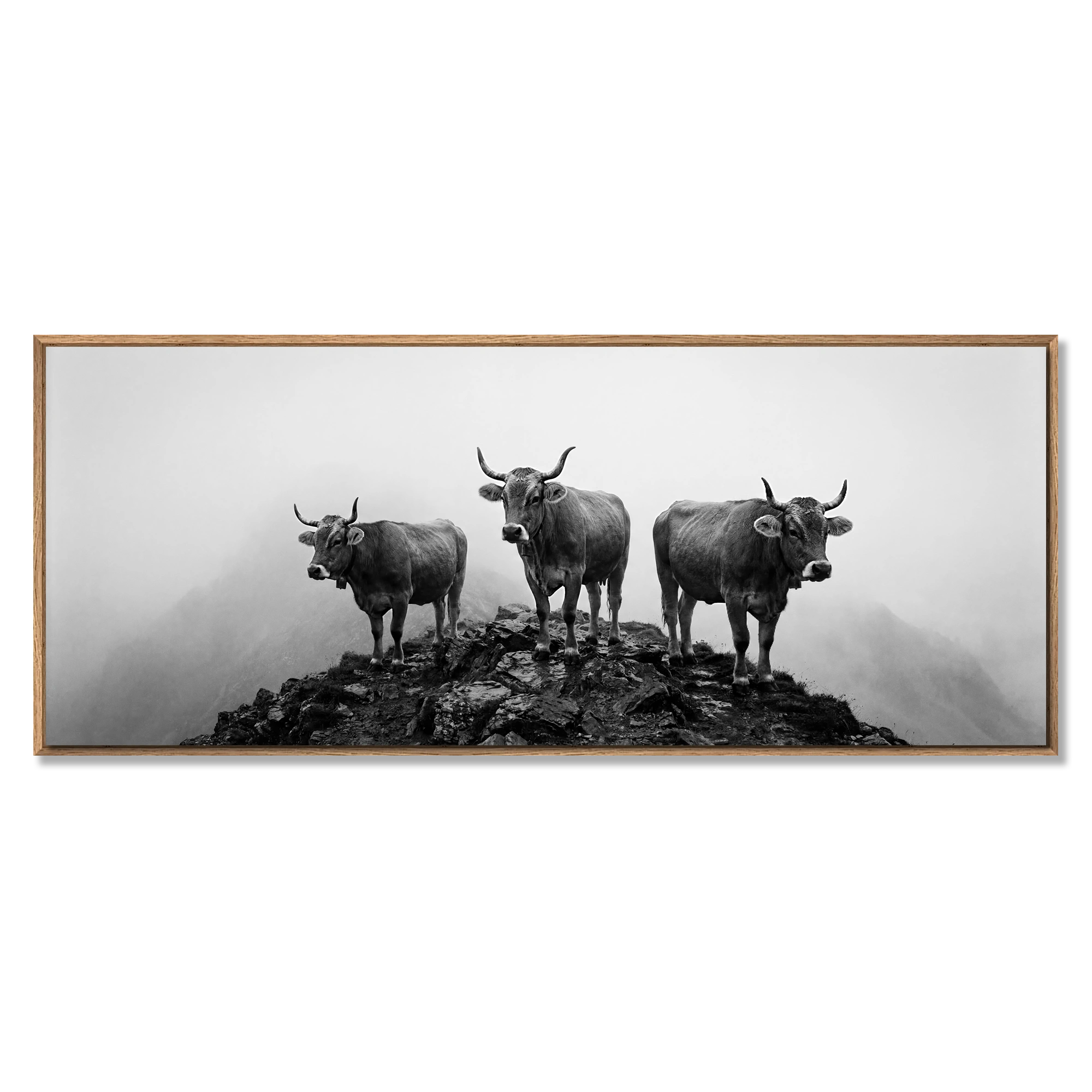 Alpine Cows Mist – Alu-Dibond wall art featuring three cows on a mountain hill in fog.