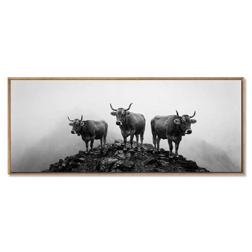 Alpine Cows Mist – Alu-Dibond wall art featuring three cows on a mountain hill in fog.
