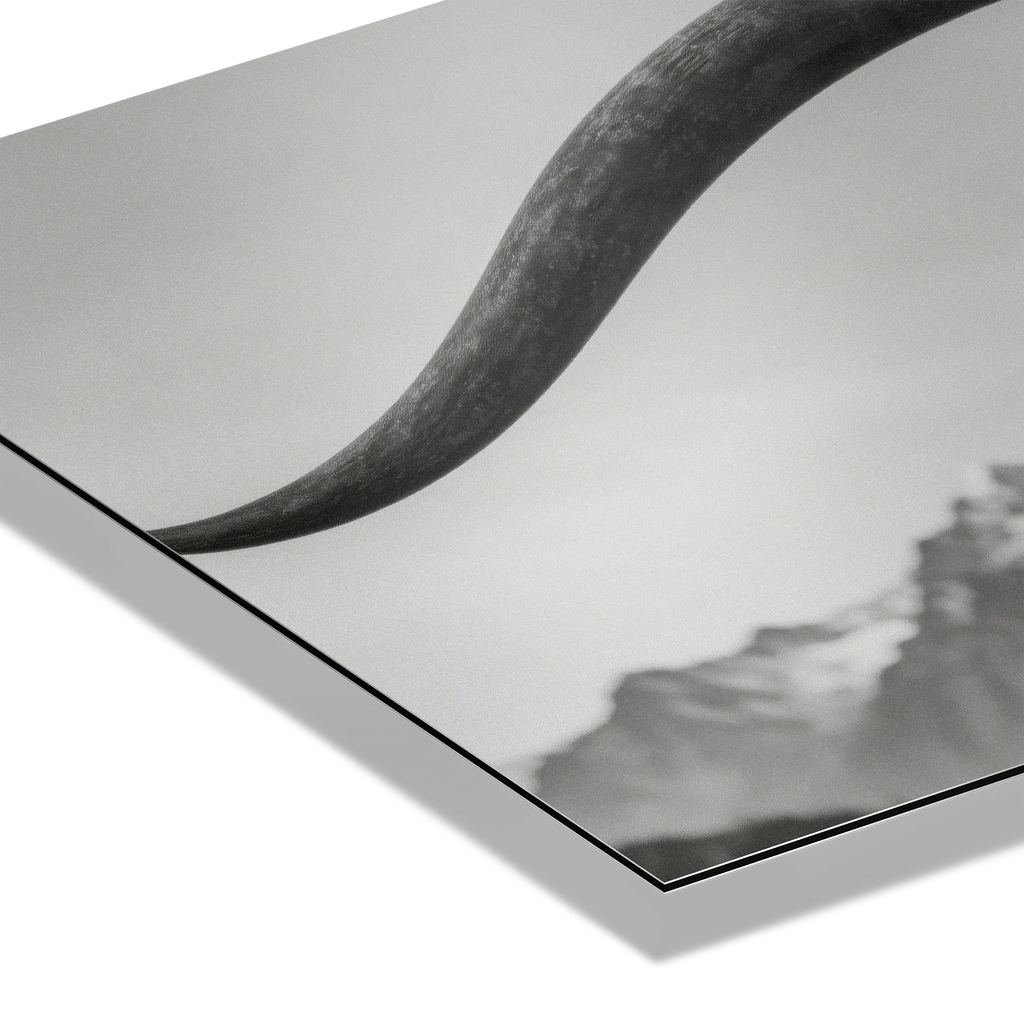 Alpine Horned Beauty – Alu-Dibond wall art showcasing a close-up of curved cow horns against a misty backdrop.