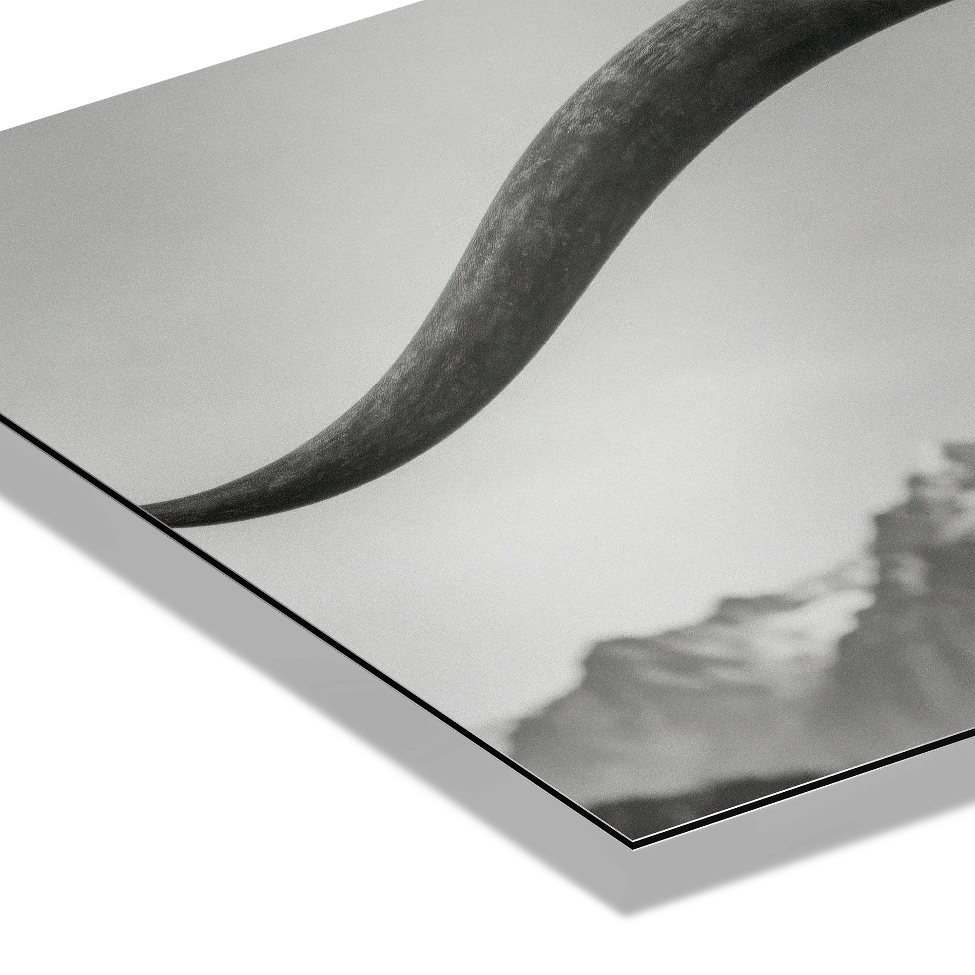 Alpine Horned Beauty – Alu-Dibond wall art showcasing a close-up of curved cow horns against a misty backdrop.