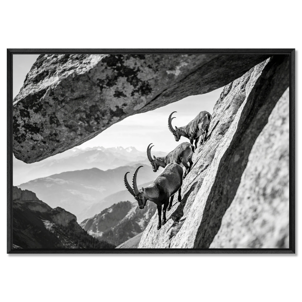 Alpine Ibex Cliff – Alu-Dibond wall art featuring three ibex climbing a steep cliff with a dramatic rock arch.