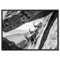 Alpine Ibex Cliff – Alu-Dibond wall art featuring three ibex climbing a steep cliff with a dramatic rock arch.