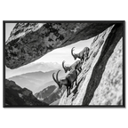 Alpine Ibex Cliff – Alu-Dibond wall art featuring three ibex climbing a steep cliff with a dramatic rock arch.
