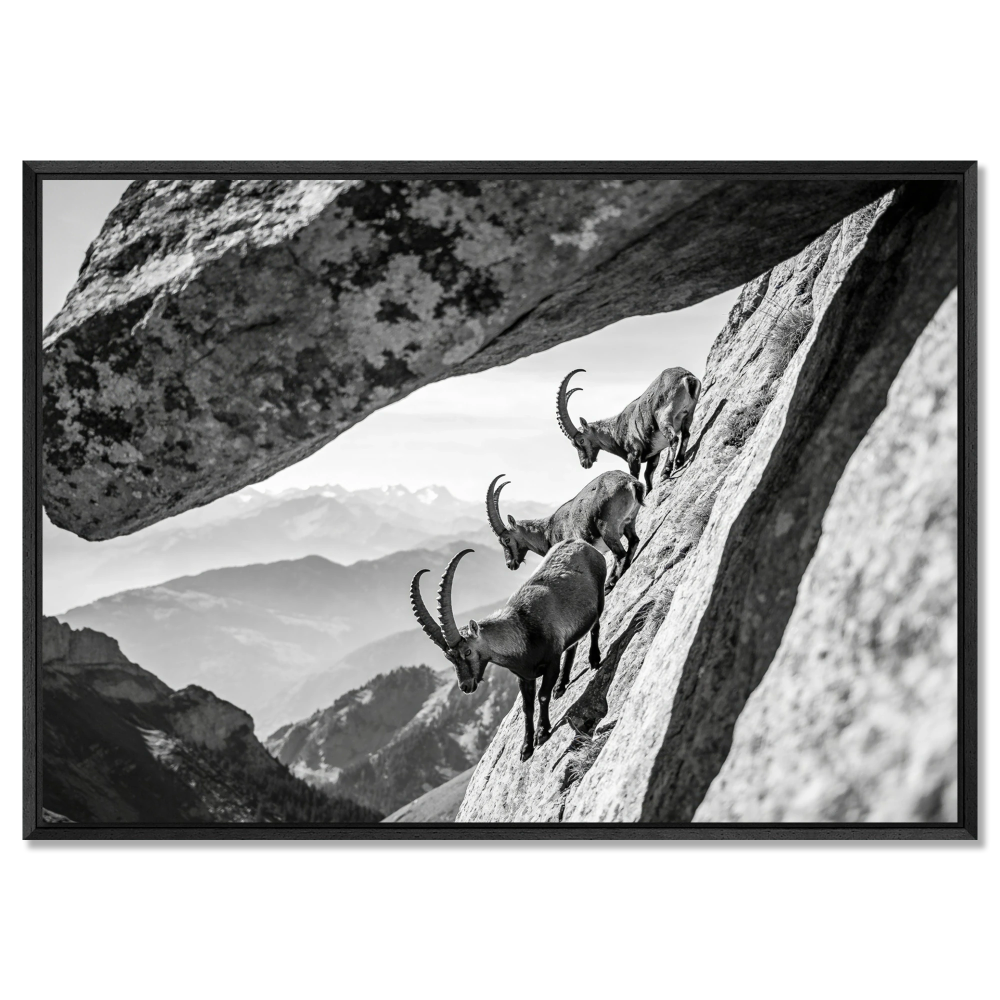 Alpine Ibex Cliff – Alu-Dibond wall art featuring three ibex climbing a steep cliff with a dramatic rock arch.