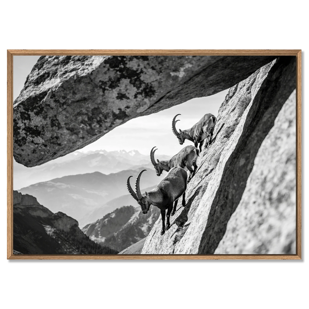 Alpine Ibex Cliff – Alu-Dibond wall art featuring three ibex on a cliff under a dramatic rock arch.
