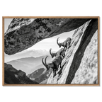 Alpine Ibex Cliff – Alu-Dibond wall art featuring three ibex on a cliff under a dramatic rock arch.