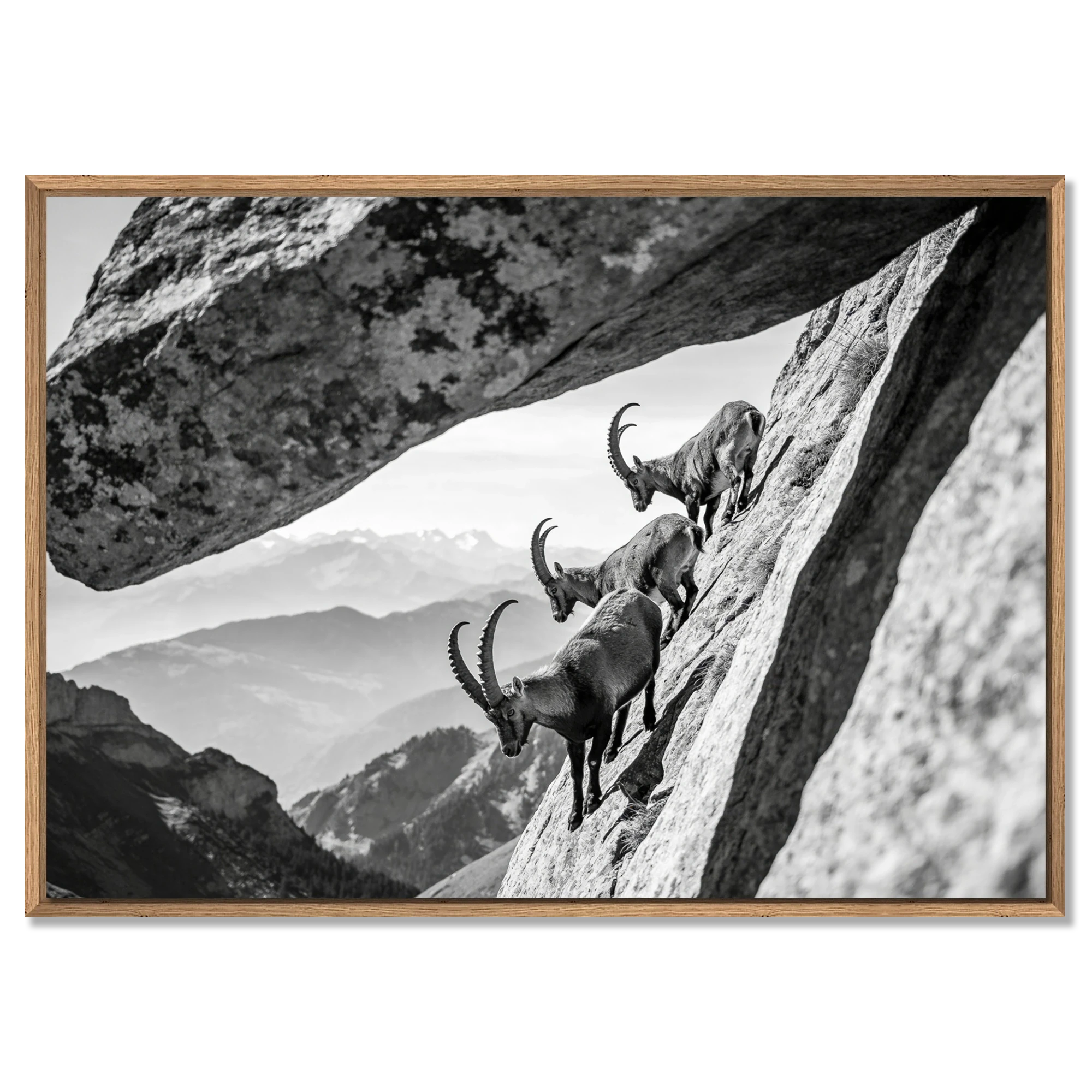 Alpine Ibex Cliff – Alu-Dibond wall art featuring three ibex on a cliff under a dramatic rock arch.