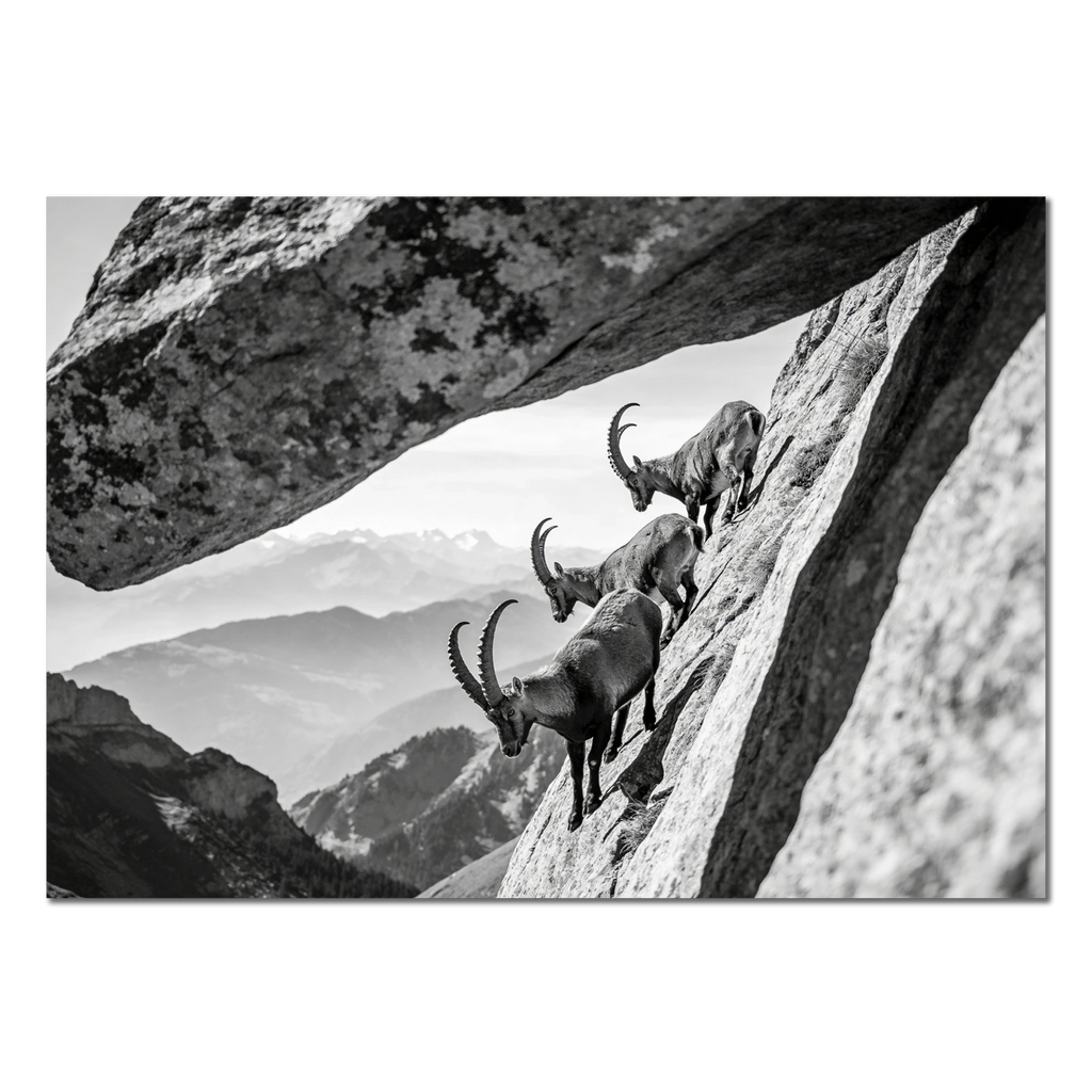 Alpine Ibex Cliff – Alu-Dibond wall art depicting ibex navigating a steep cliff in black-and-white.