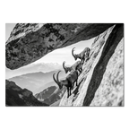 Alpine Ibex Cliff – Alu-Dibond wall art depicting ibex navigating a steep cliff in black-and-white.