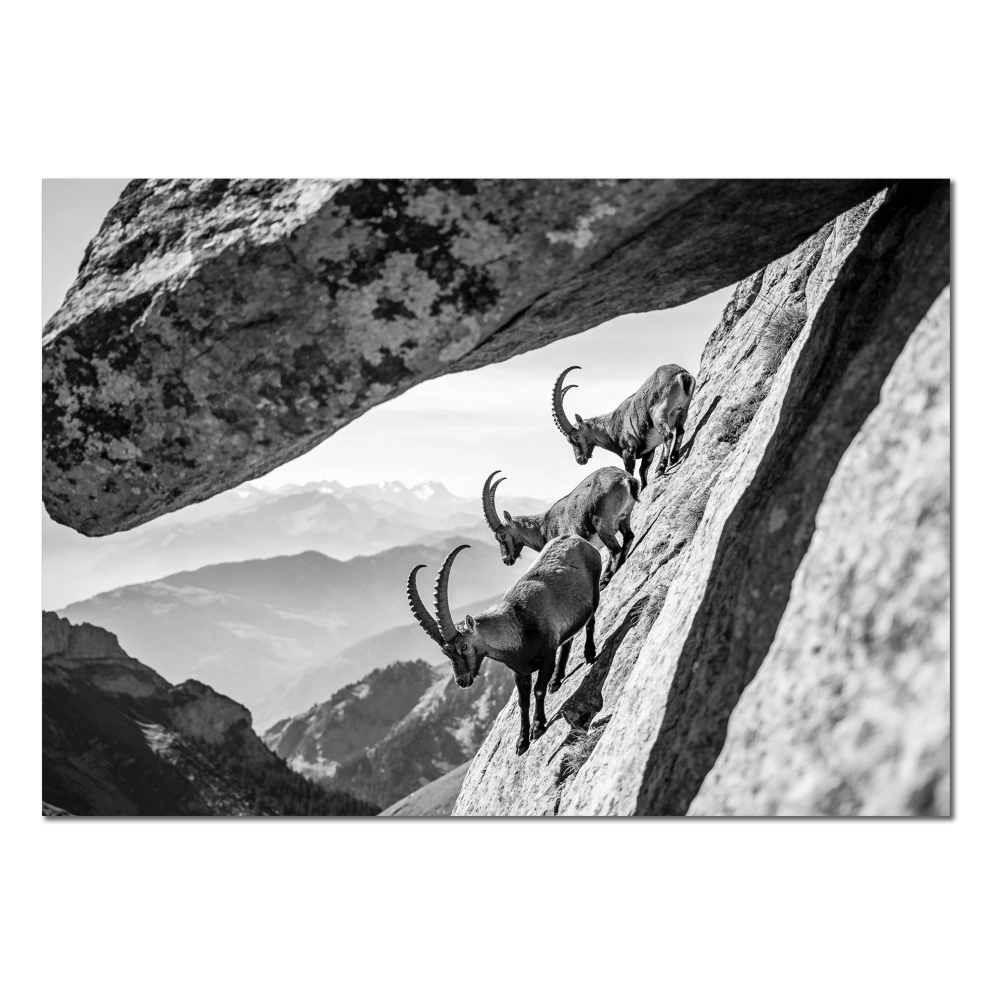 Alpine Ibex Cliff – Alu-Dibond wall art depicting ibex navigating a steep cliff in black-and-white.